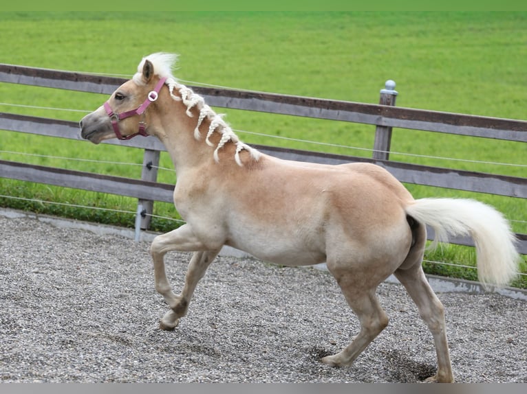 Haflinger Stute Fohlen (03/2025) Fuchs in Kolsassberg