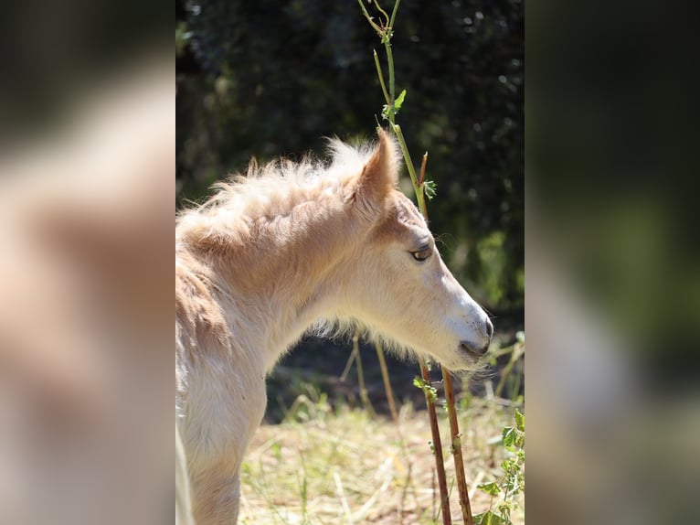 Haflinger Stute Fohlen (04/2026) Fuchs in Nova Siri
