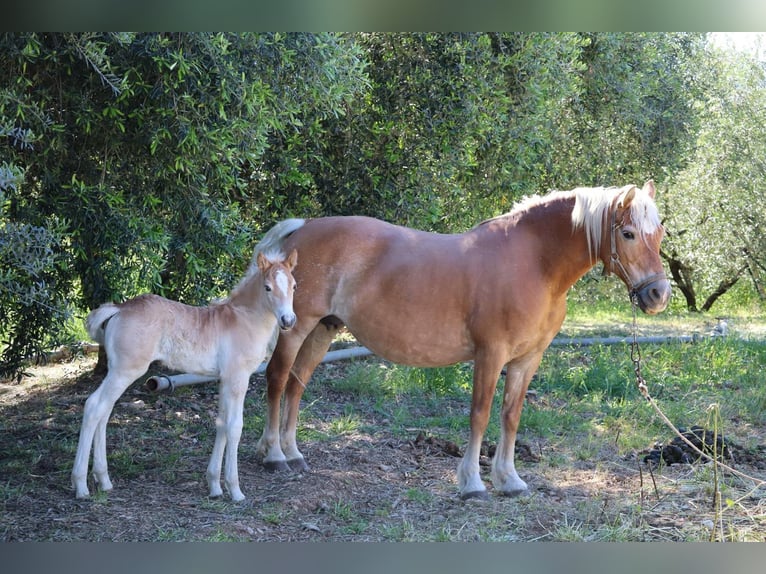 Haflinger Stute Fohlen (04/2026) Fuchs in Nova Siri