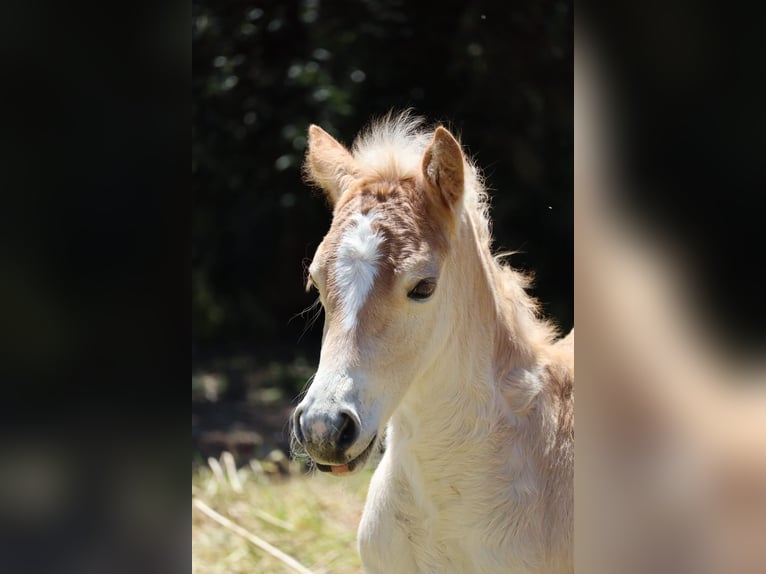 Haflinger Stute Fohlen (04/2026) Fuchs in Nova Siri