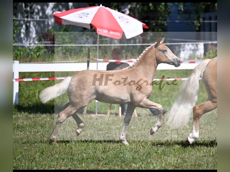 Haflinger Stute Fohlen (03/2025) Fuchs in Dingolfing