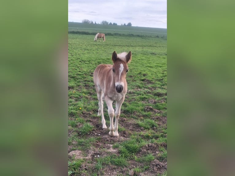 Haflinger Stute Fohlen (03/2025) Fuchs in Dingolfing