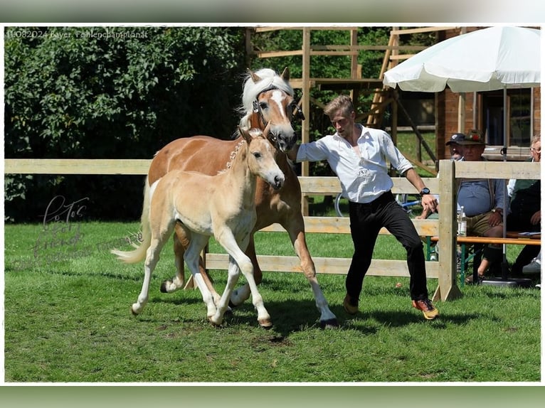 Haflinger Stute  Fuchs in Günzburg