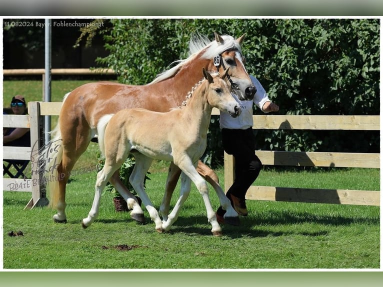 Haflinger Stute  Fuchs in Günzburg