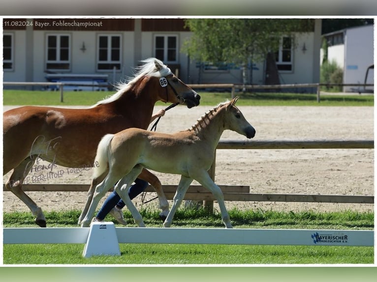 Haflinger Stute  Fuchs in Günzburg