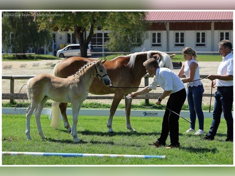 Haflinger Stute  Fuchs in Günzburg