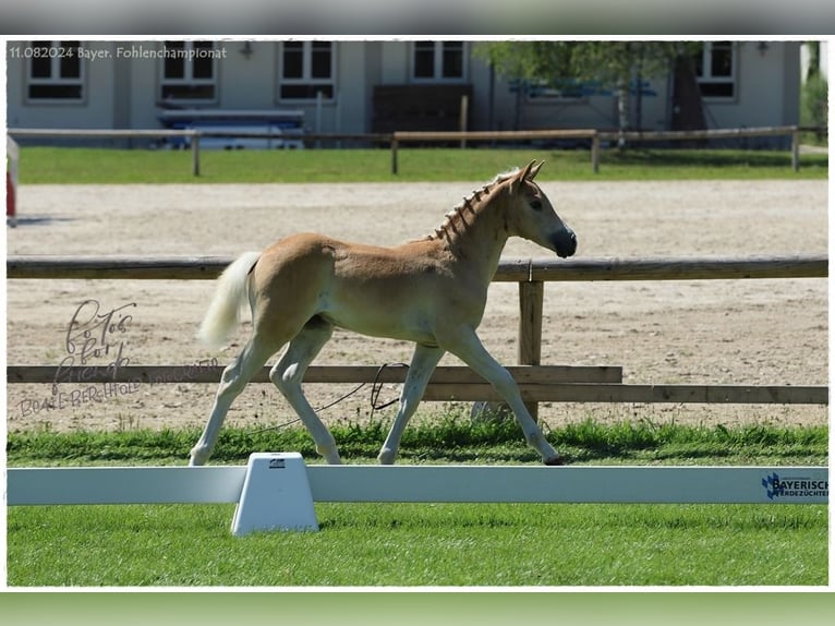 Haflinger Stute  Fuchs in Günzburg