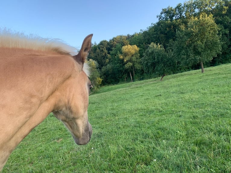 Haflinger Stute  Fuchs in P&#xF6;llau
