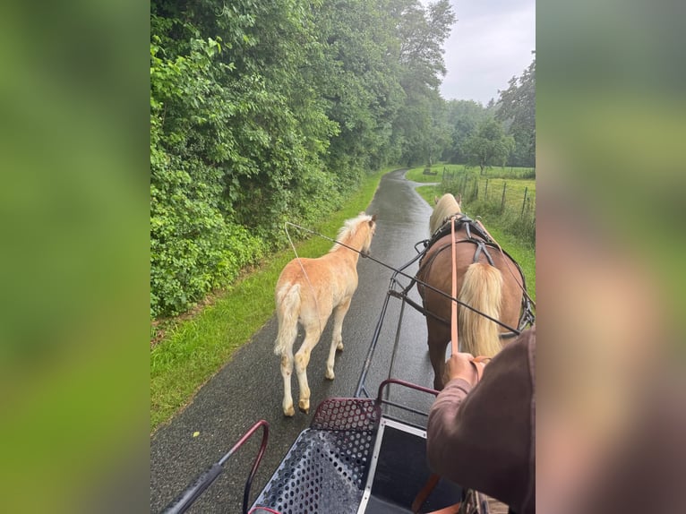Haflinger Stute  Fuchs in P&#xF6;llau