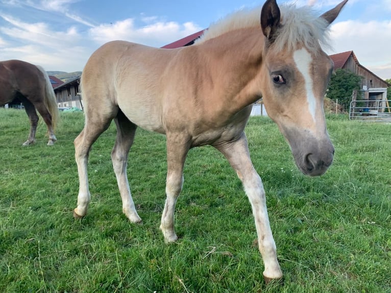 Haflinger Stute  Fuchs in P&#xF6;llau