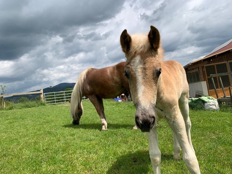 Haflinger Stute  Fuchs in P&#xF6;llau