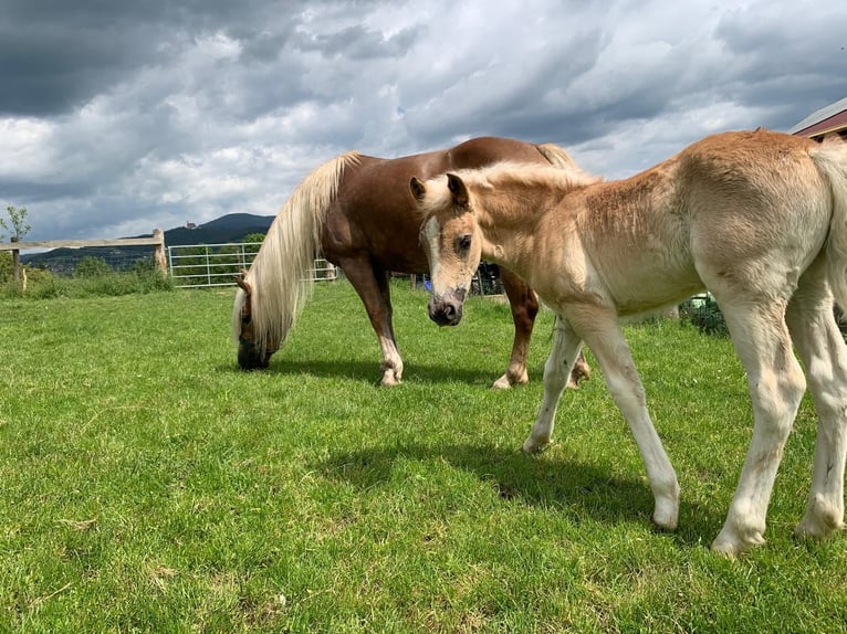 Haflinger Stute  Fuchs in P&#xF6;llau