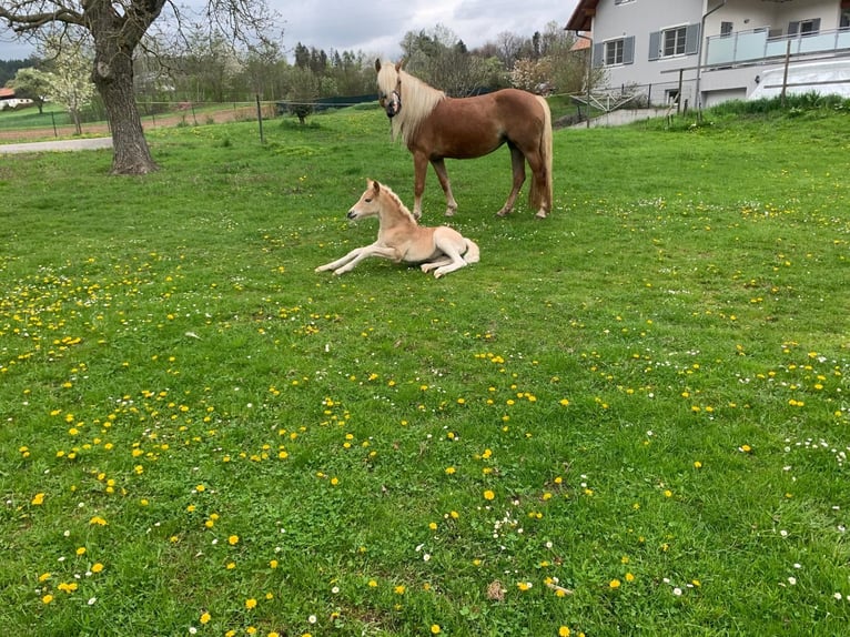 Haflinger Stute  Fuchs in P&#xF6;llau