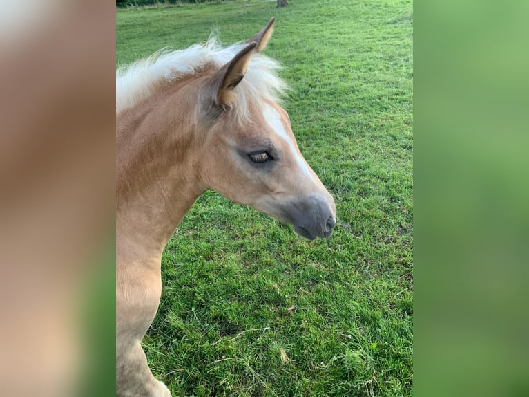 Haflinger Stute  Fuchs in P&#xF6;llau