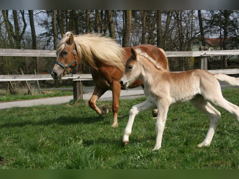 Haflinger Stute  Fuchs in P&#xF6;llau