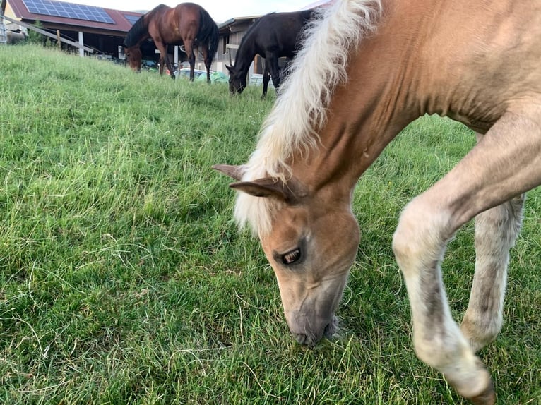 Haflinger Stute  Fuchs in P&#xF6;llau