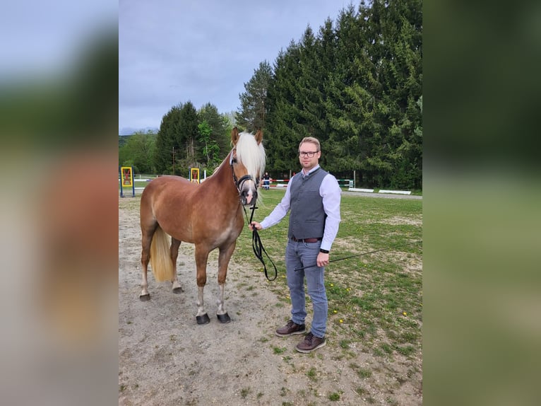 Haflinger Stute  Fuchs in P&#xF6;llau