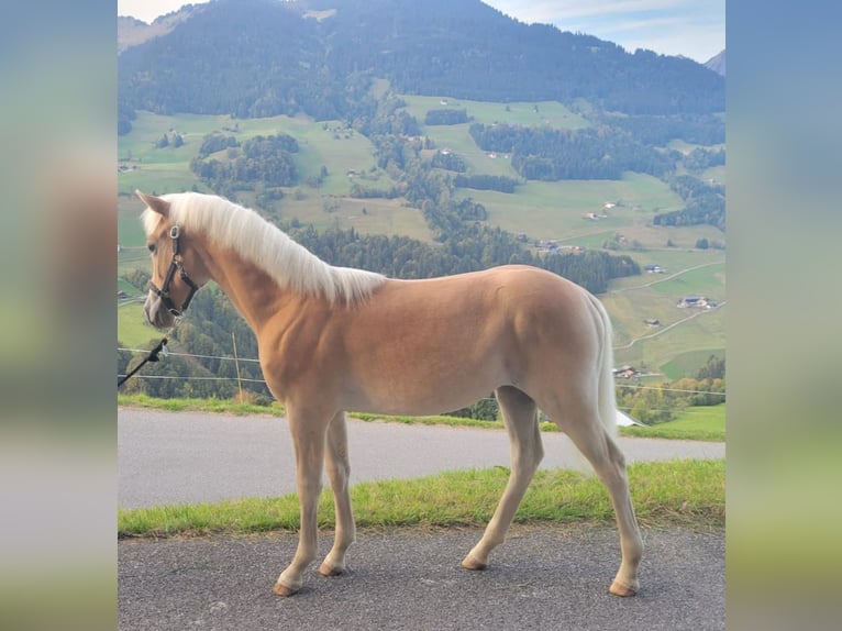 Haflinger Stute Fohlen (03/2026) Fuchs in Raggal