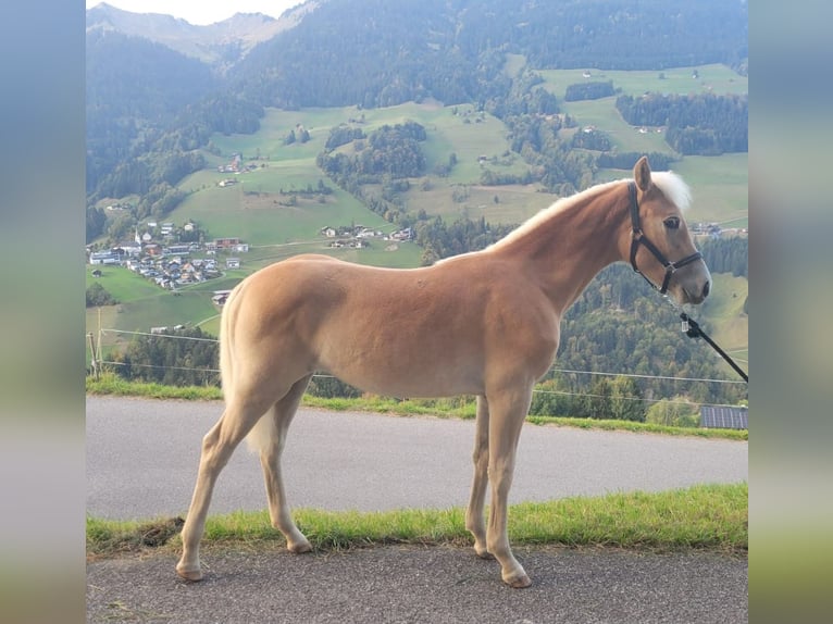 Haflinger Stute Fohlen (03/2026) Fuchs in Raggal