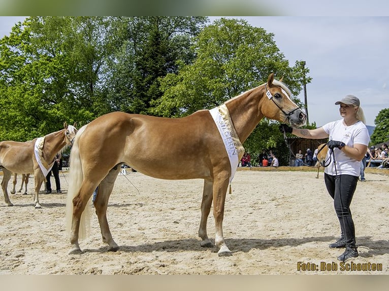 Haflinger Stute Fohlen (03/2026) Fuchs in Raggal