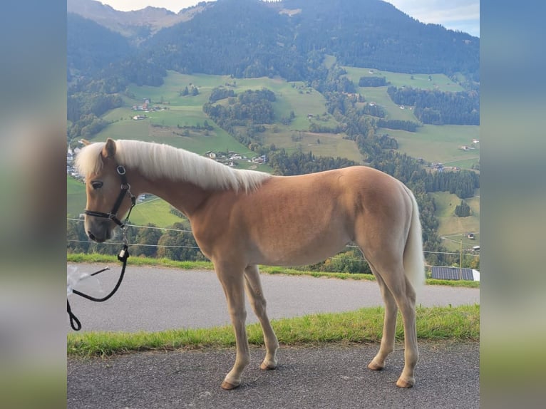 Haflinger Stute Fohlen (03/2026) Fuchs in Raggal