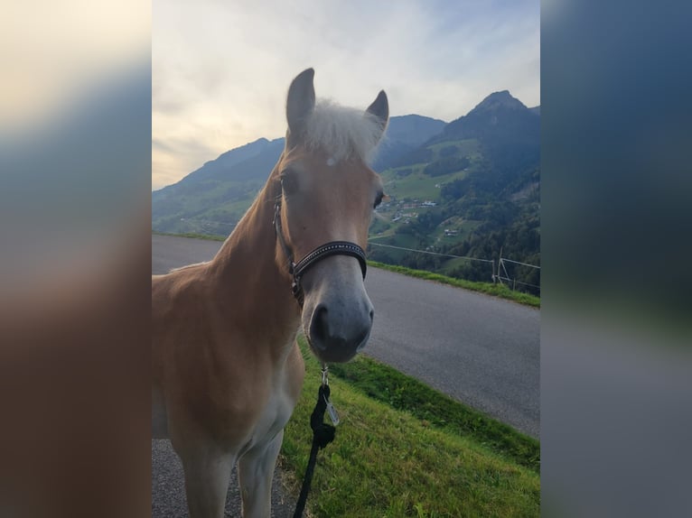 Haflinger Stute Fohlen (03/2026) Fuchs in Raggal