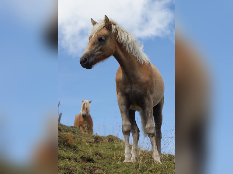 Haflinger Stute Fohlen (03/2025) Rotfuchs in Gro&#xDF;arl