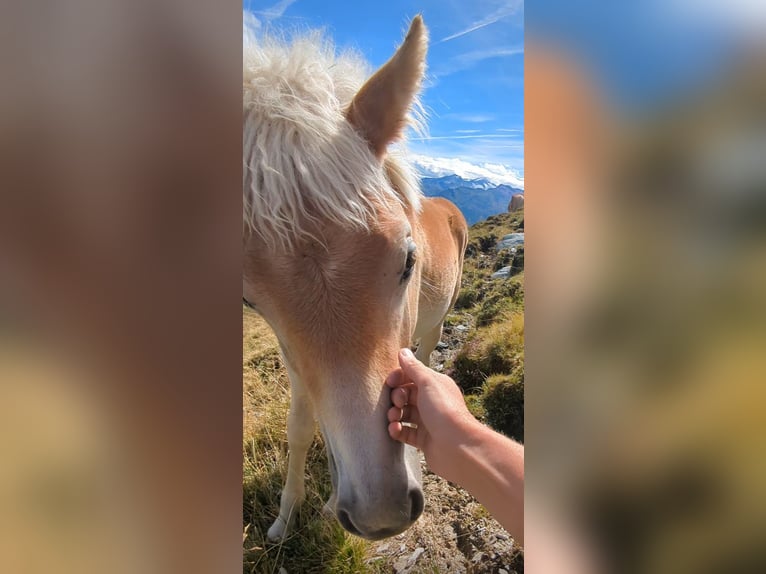 Haflinger Stute Fohlen (03/2025) Rotfuchs in Gro&#xDF;arl
