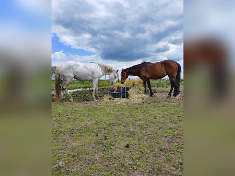 Haflinger Valack 15 år 115 cm Grå in Montfoort