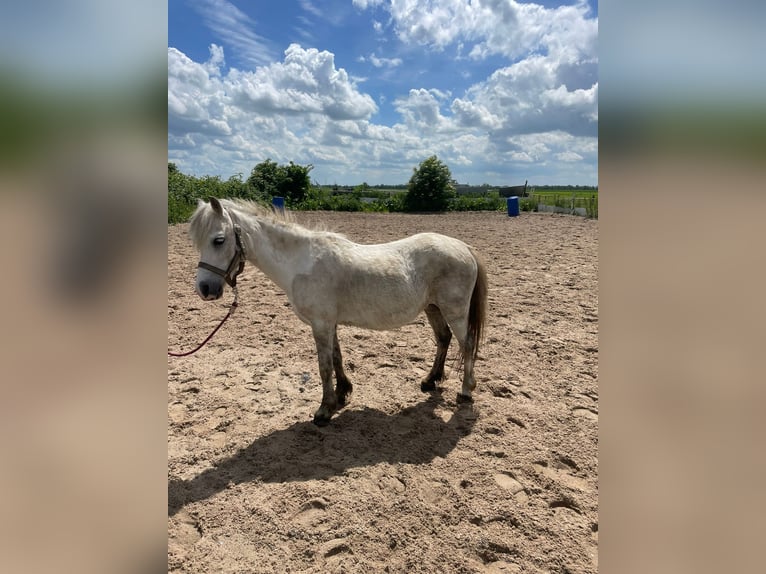 Haflinger Valack 15 år 115 cm Grå in Montfoort