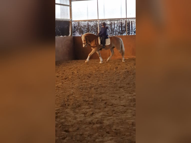 Haflinger Valack 16 år 148 cm Palomino in Warendorf