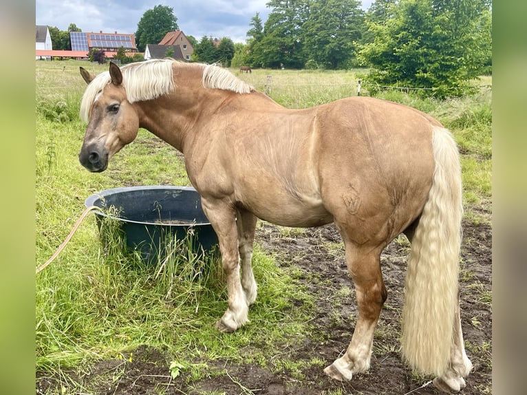 Haflinger Valack 24 år 153 cm Brun in Garbsen