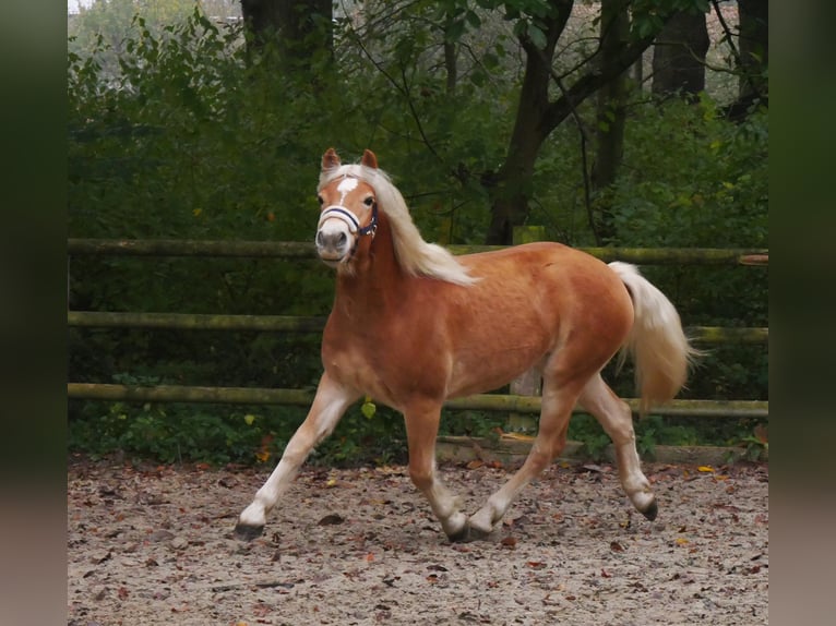 Haflinger Valack 2 år 145 cm in Dorsten