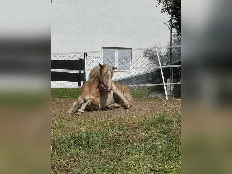 Haflinger Valack 2 år fux in Fritzlar