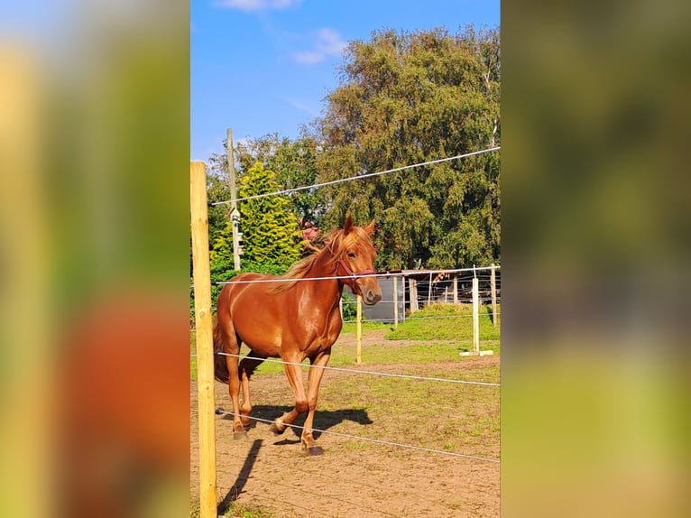 Haflinger Blandning Valack 4 år 150 cm Brun in Bredstedt