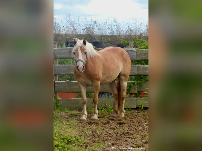 Haflinger Valack 4 år 150 cm Ljusbrun in Brandis