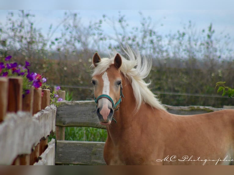 Haflinger Valack 4 år 150 cm Ljusbrun in Brandis