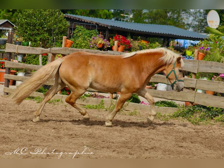 Haflinger Valack 4 år 150 cm Ljusbrun in Brandis