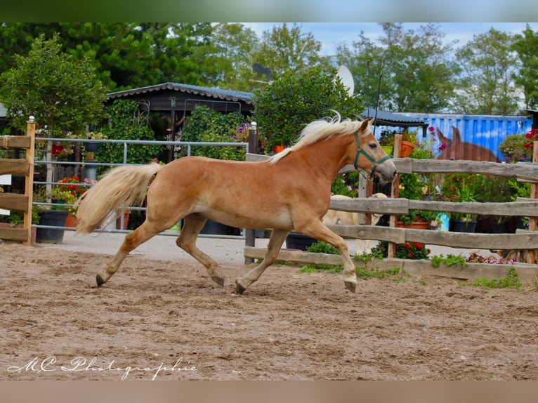 Haflinger Valack 4 år 150 cm Ljusbrun in Brandis