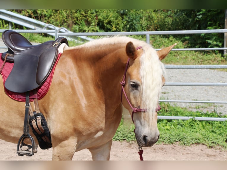 Haflinger Valack 4 år 150 cm Palomino in Hundsbach