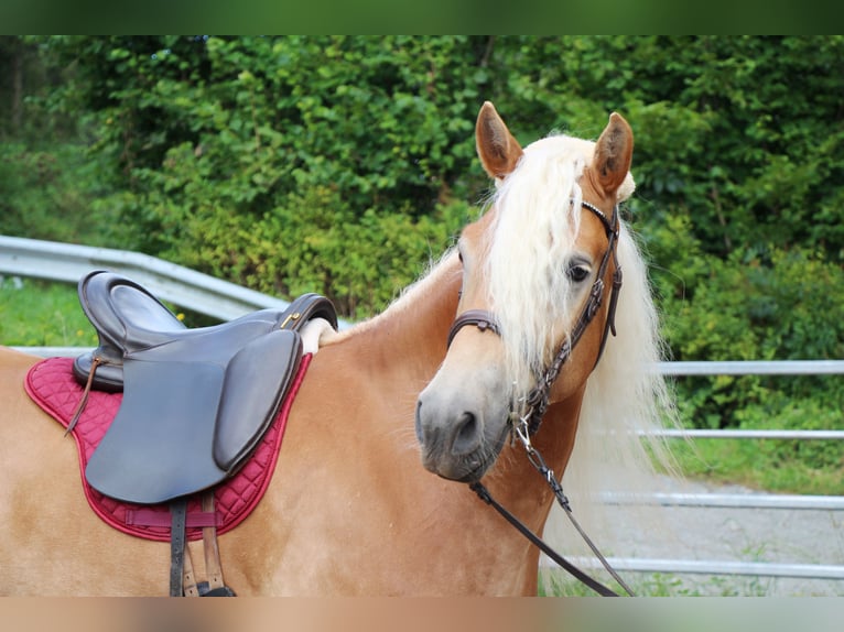 Haflinger Valack 4 år 150 cm Palomino in Hundsbach