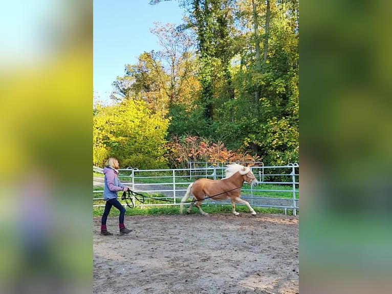 Haflinger Valack 4 år 150 cm Palomino in Hundsbach