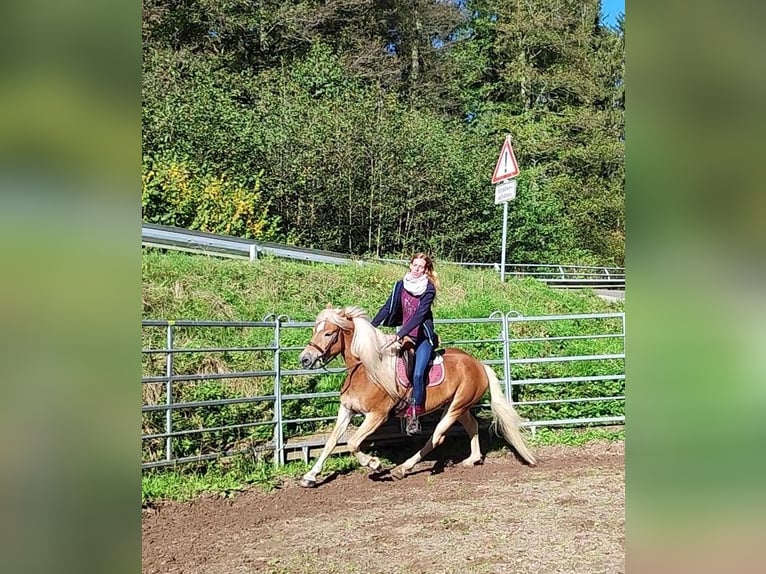 Haflinger Valack 4 år 150 cm Palomino in Hundsbach