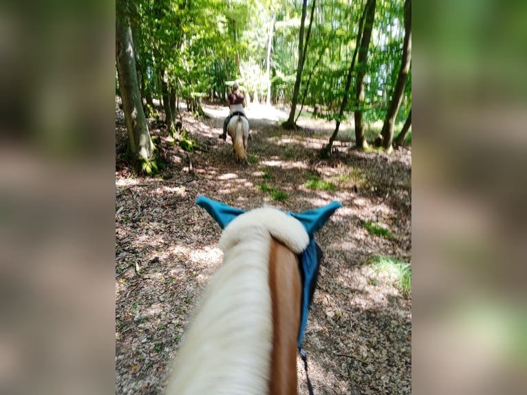 Haflinger Valack 4 år 150 cm Palomino in Hundsbach