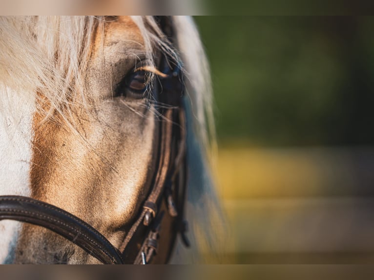 Haflinger Valack 5 år 148 cm in Wildenbruch