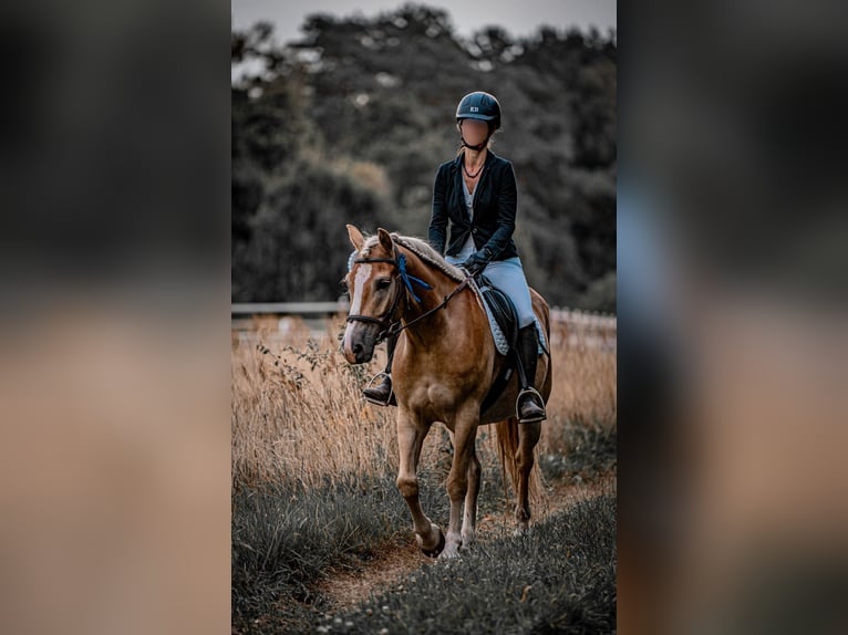 Haflinger Valack 5 år 148 cm in Wildenbruch