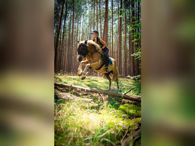 Haflinger Valack 5 år 148 cm in Wildenbruch