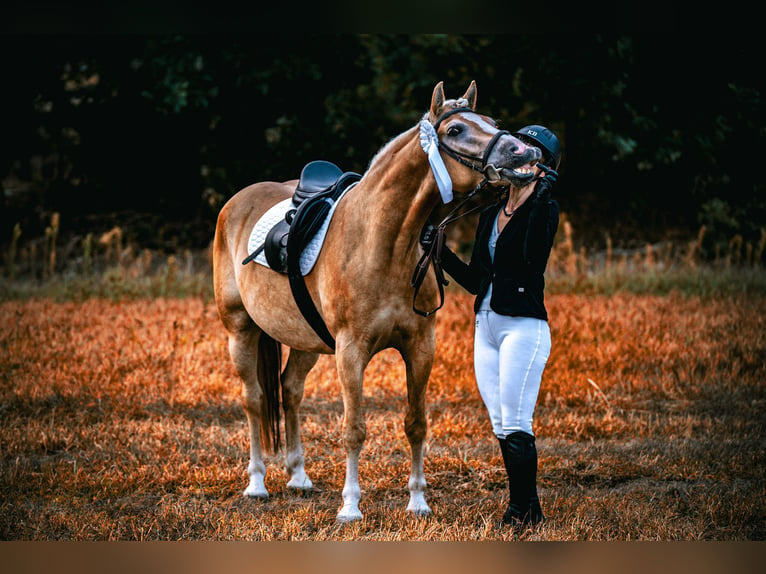 Haflinger Valack 5 år 148 cm in Wildenbruch