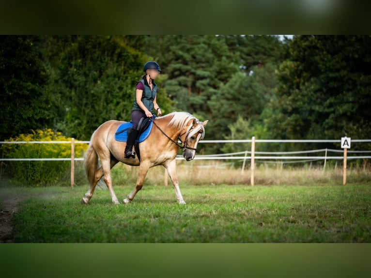 Haflinger Valack 5 år 148 cm in Wildenbruch