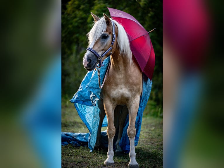 Haflinger Valack 5 år 148 cm in Wildenbruch